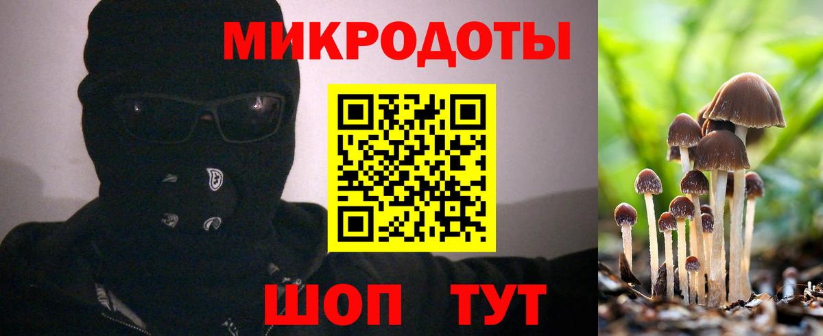 Псилоцибиновые грибы Psilocybine cubensis Осинники